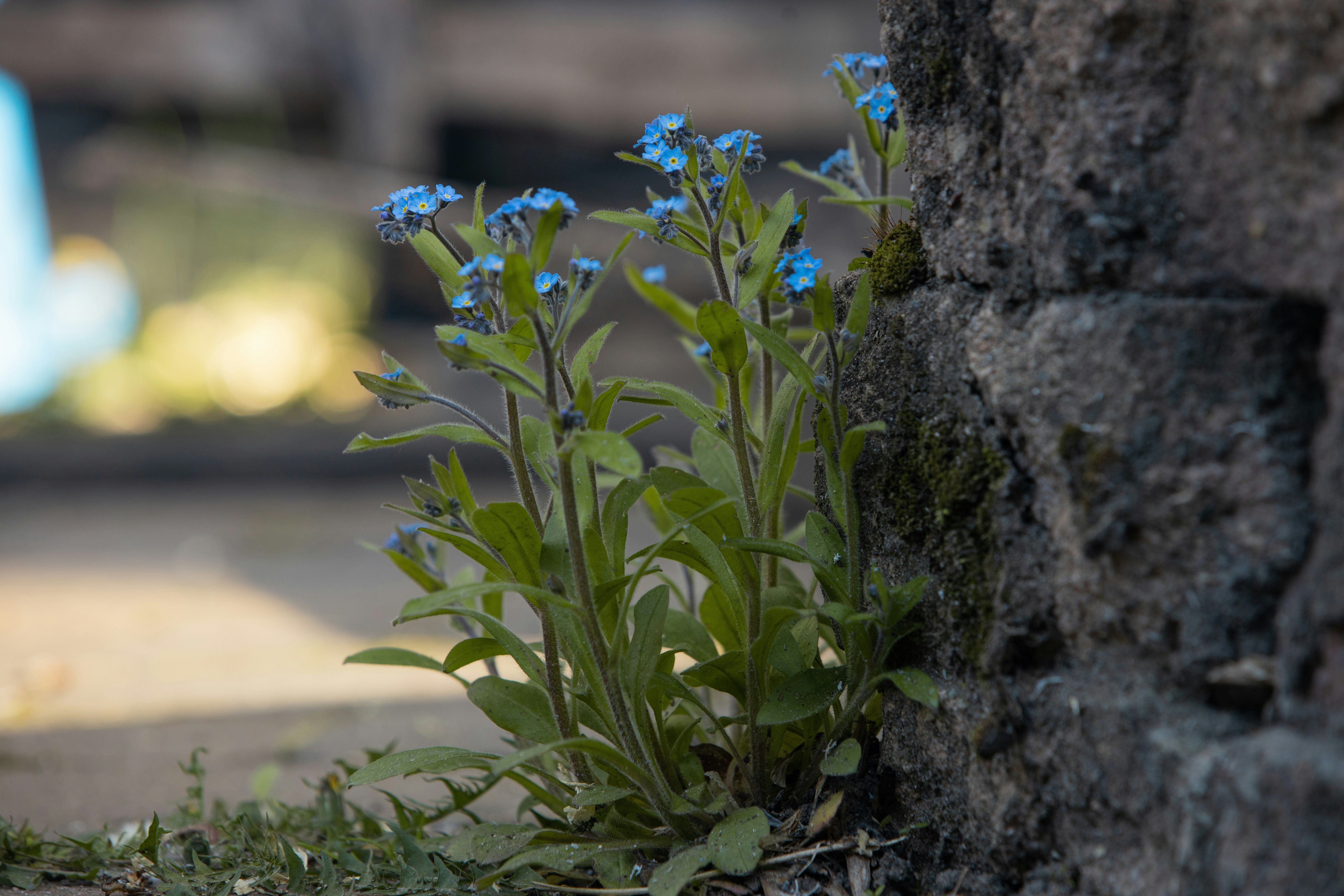 blue flowers on gray concrete wall